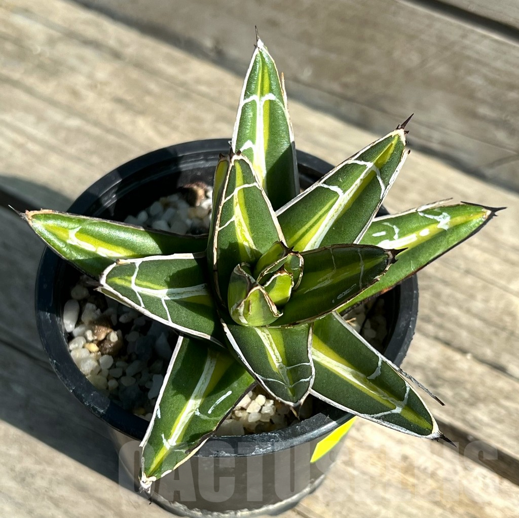 SHPR29766 Agave nickelsiae ‘Mediopicta’