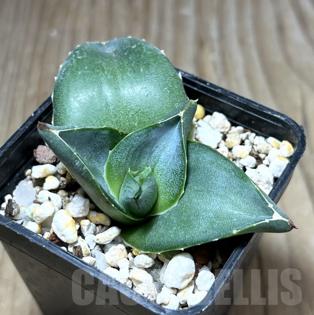 SHPR29769 Agave pumila