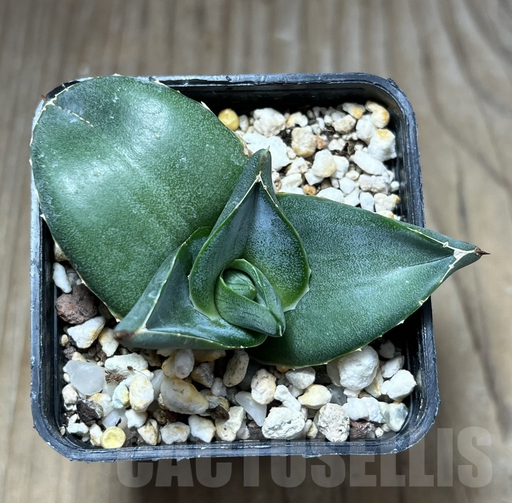 SHPR29769 Agave pumila - Зображення 2