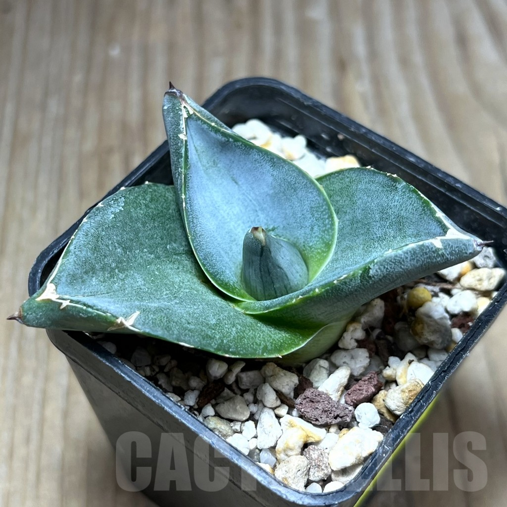 SHPR29770 Agave pumila