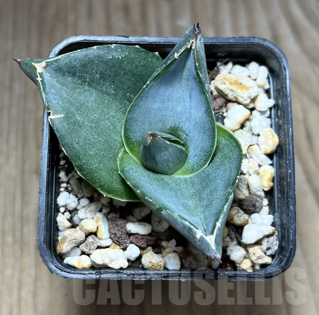 SHPR29770 Agave pumila - Imagen 2