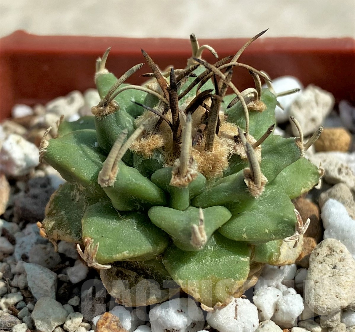 SHPR30664 Turbinicarpus alonsoi - immagine 2