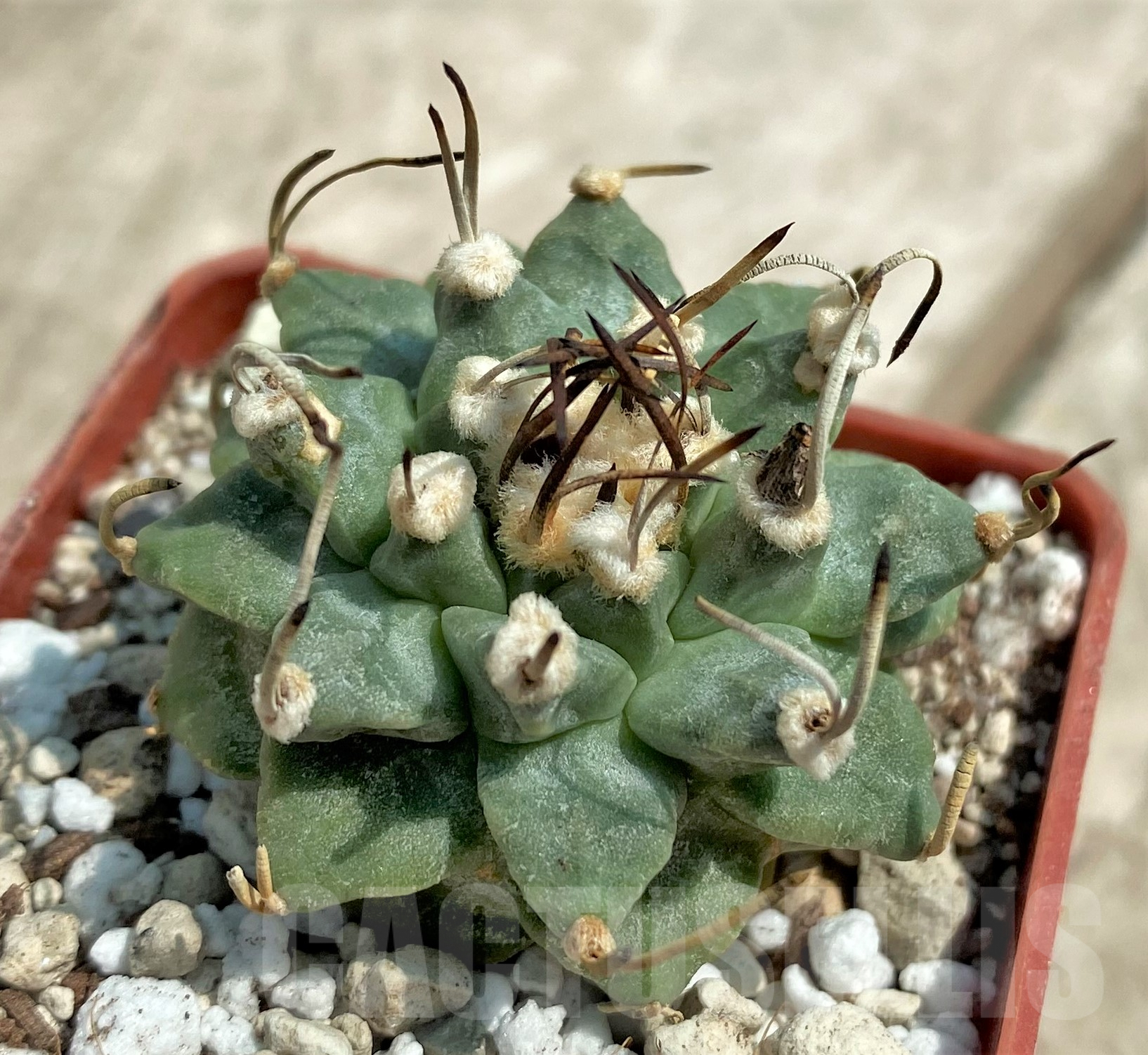 SHPR30665 Turbinicarpus alonsoi