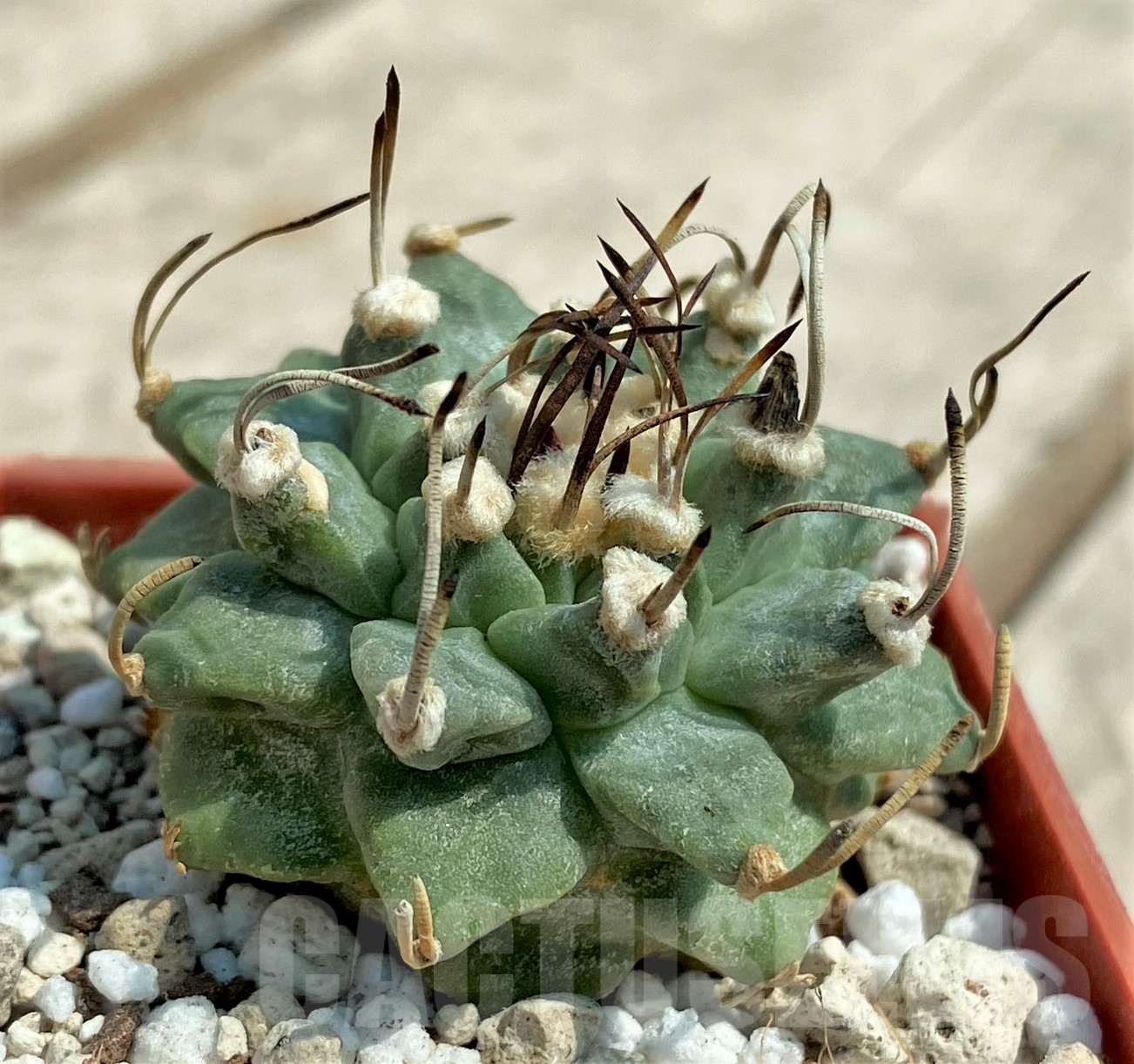 SHPR30665 Turbinicarpus alonsoi - Imagen 2