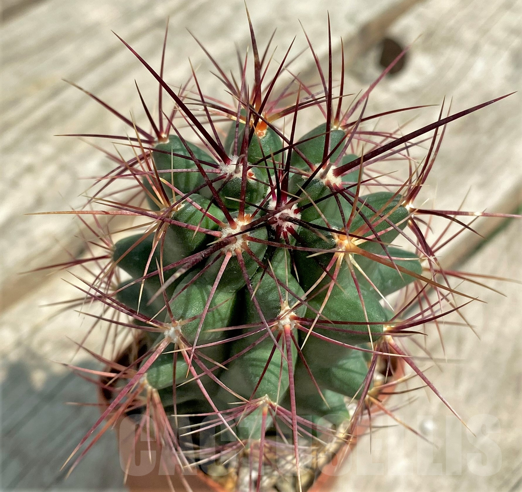 SHPR2736 Thelocactus bicolor PAR223 Coah