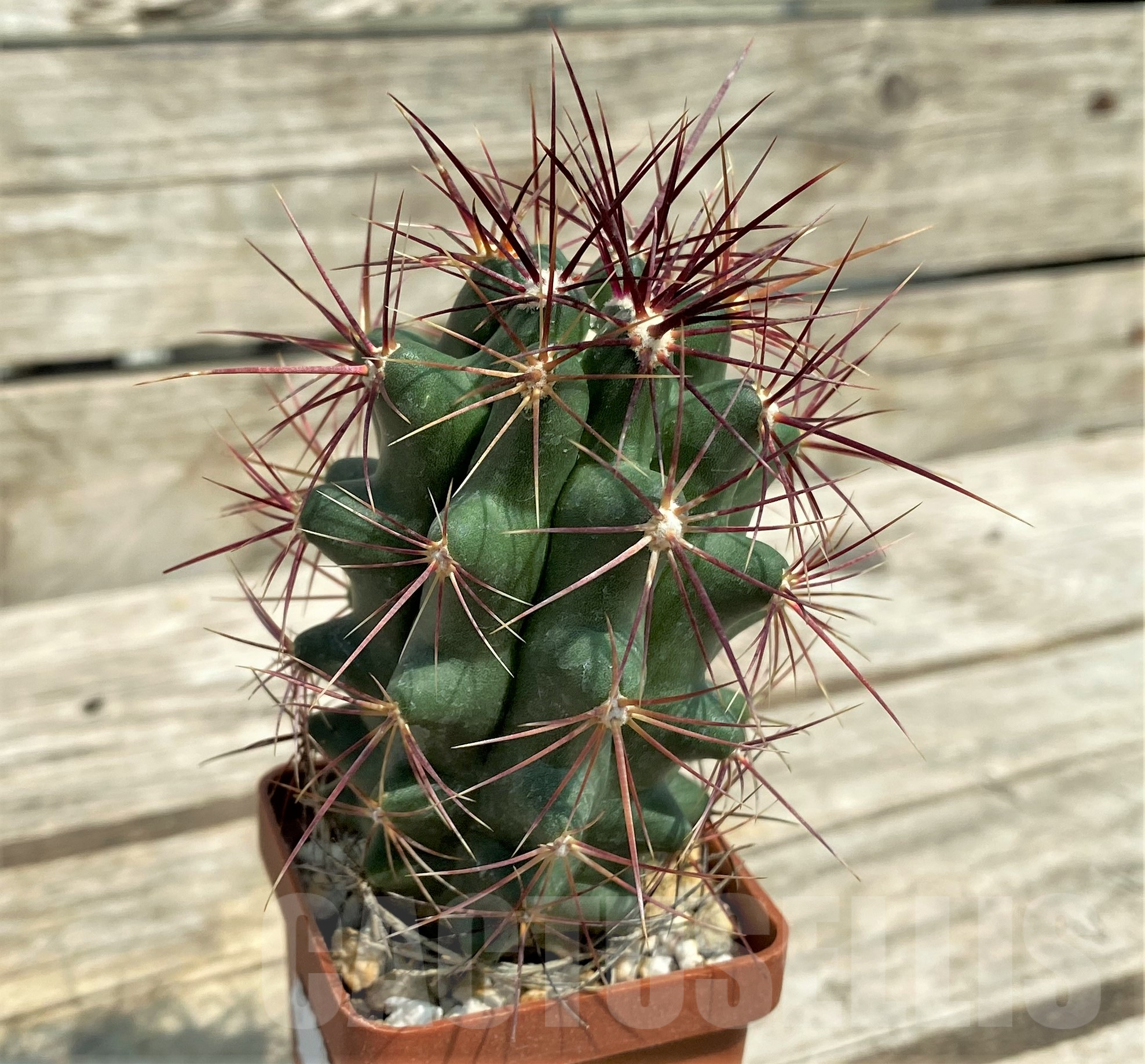 SHPR2736 Thelocactus bicolor PAR223 Coah - Imagen 2