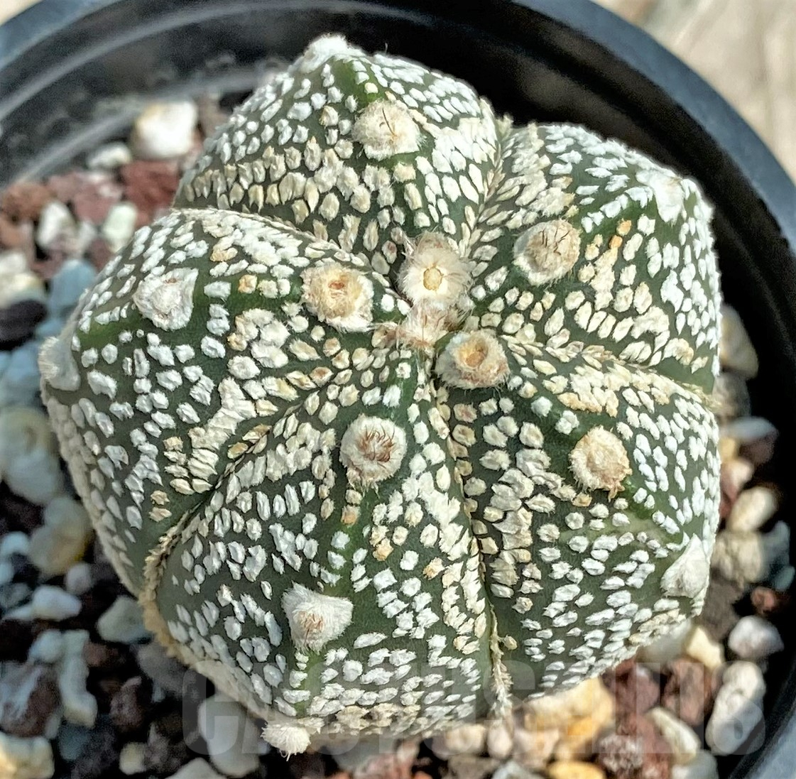 SH1865 Astrophytum asterias 'Super Kabuto' hybrid Snowサボテン