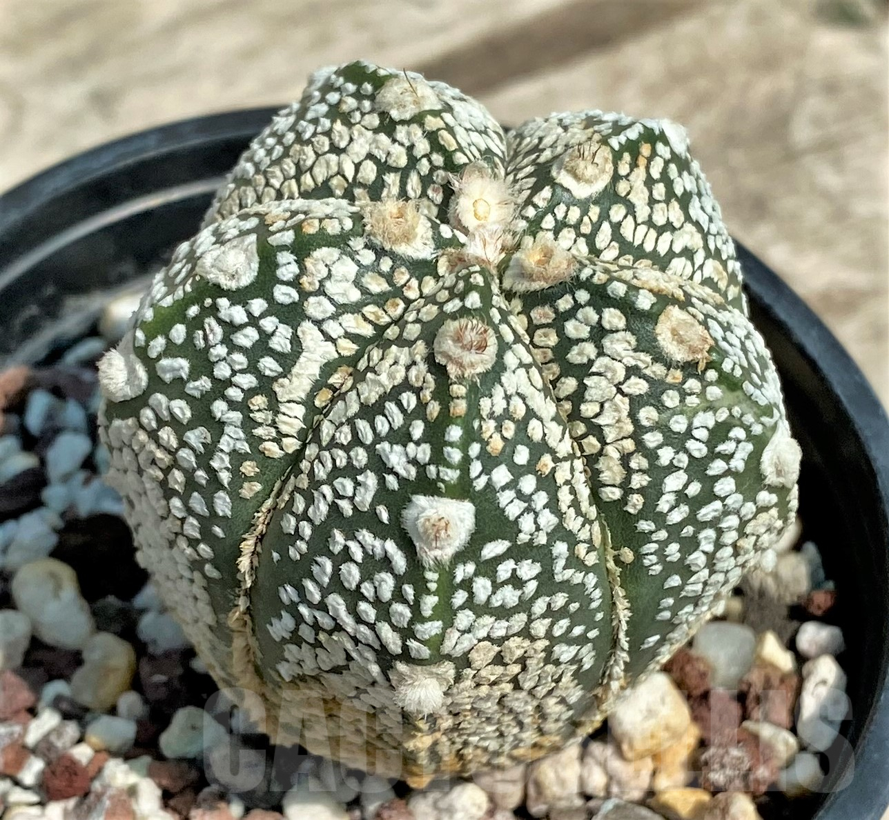 SH1865 Astrophytum asterias 'Super Kabuto' hybrid Snowサボテン - Image 2