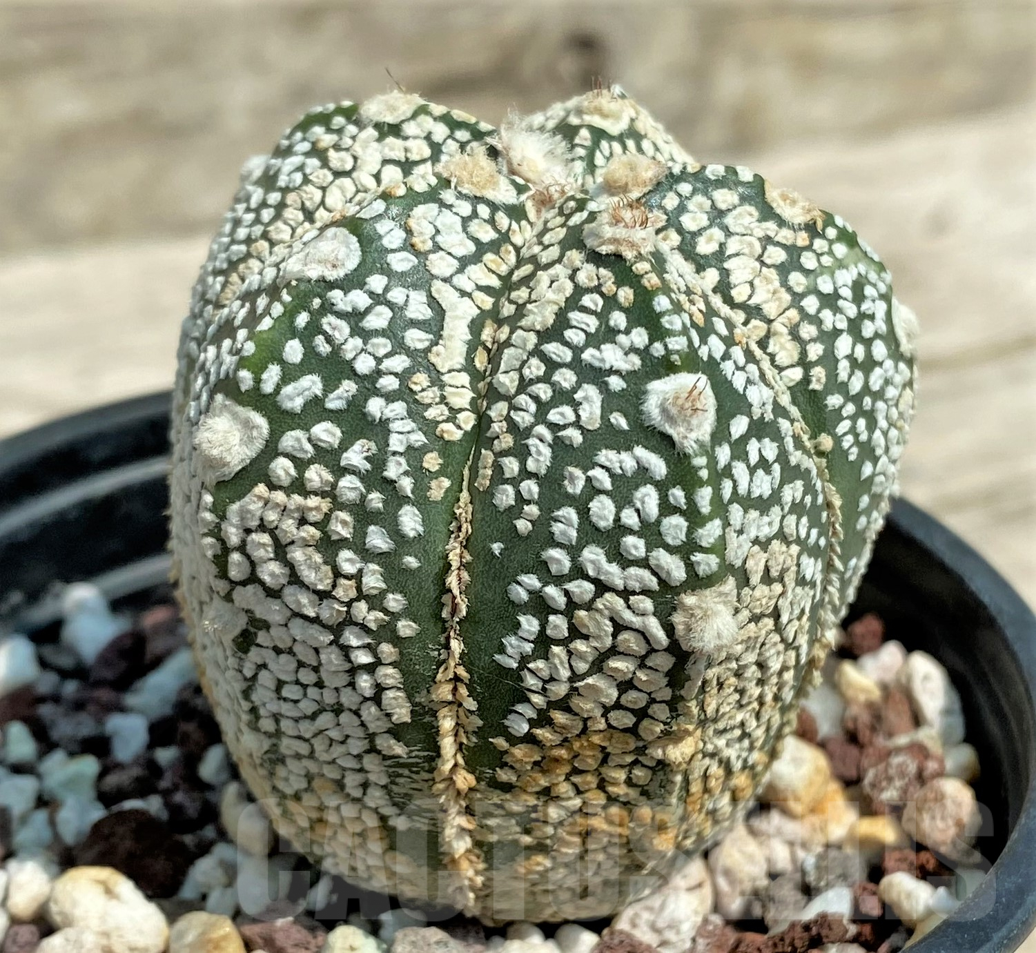 SH1865 Astrophytum asterias 'Super Kabuto' hybrid Snowサボテン - Image 3