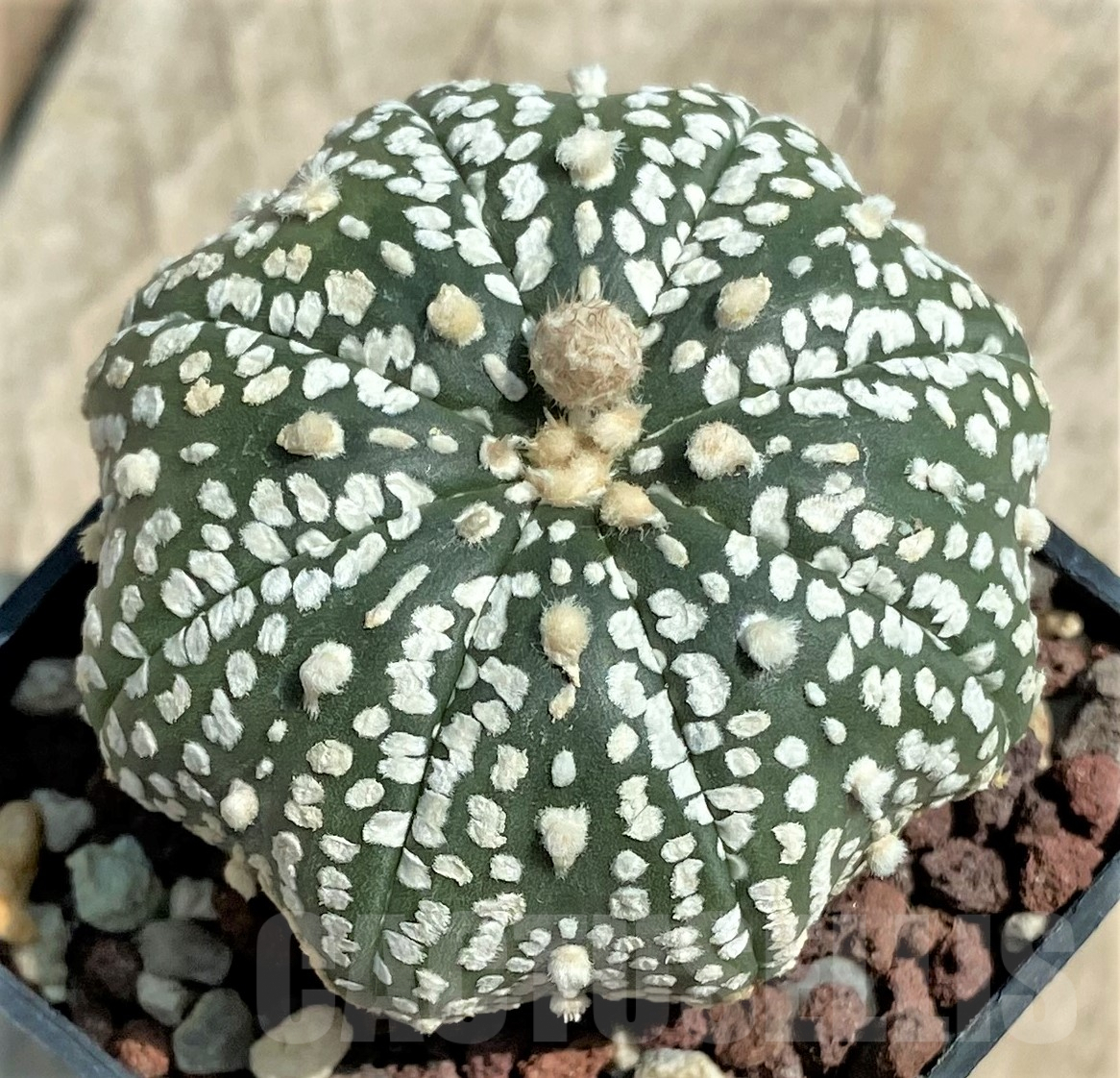 SHPR30666 Astrophytum asterias 'Super Kabuto' Star Shape