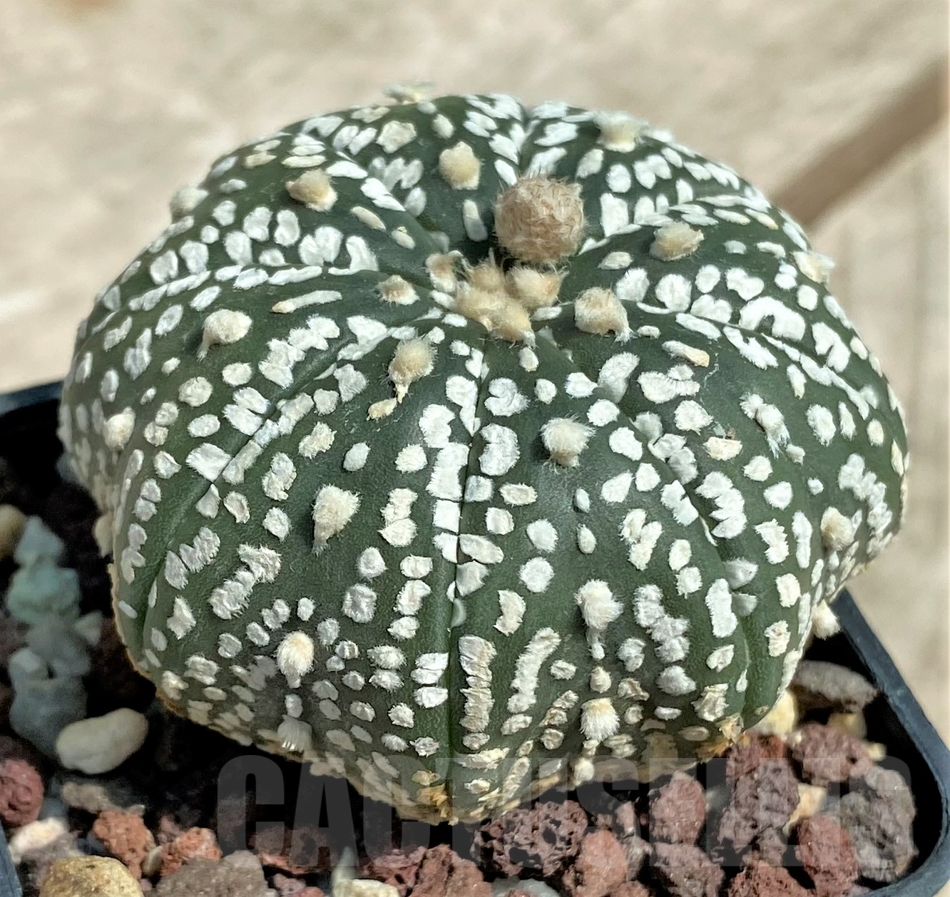 SHPR30666 Astrophytum asterias 'Super Kabuto' Star Shape - Image 2