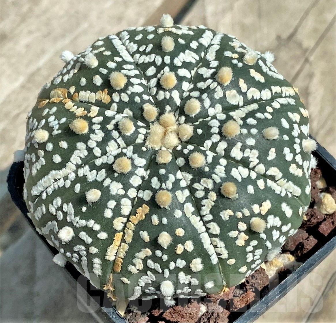 SHPR30667 Astrophytum asterias 'Super Kabuto'