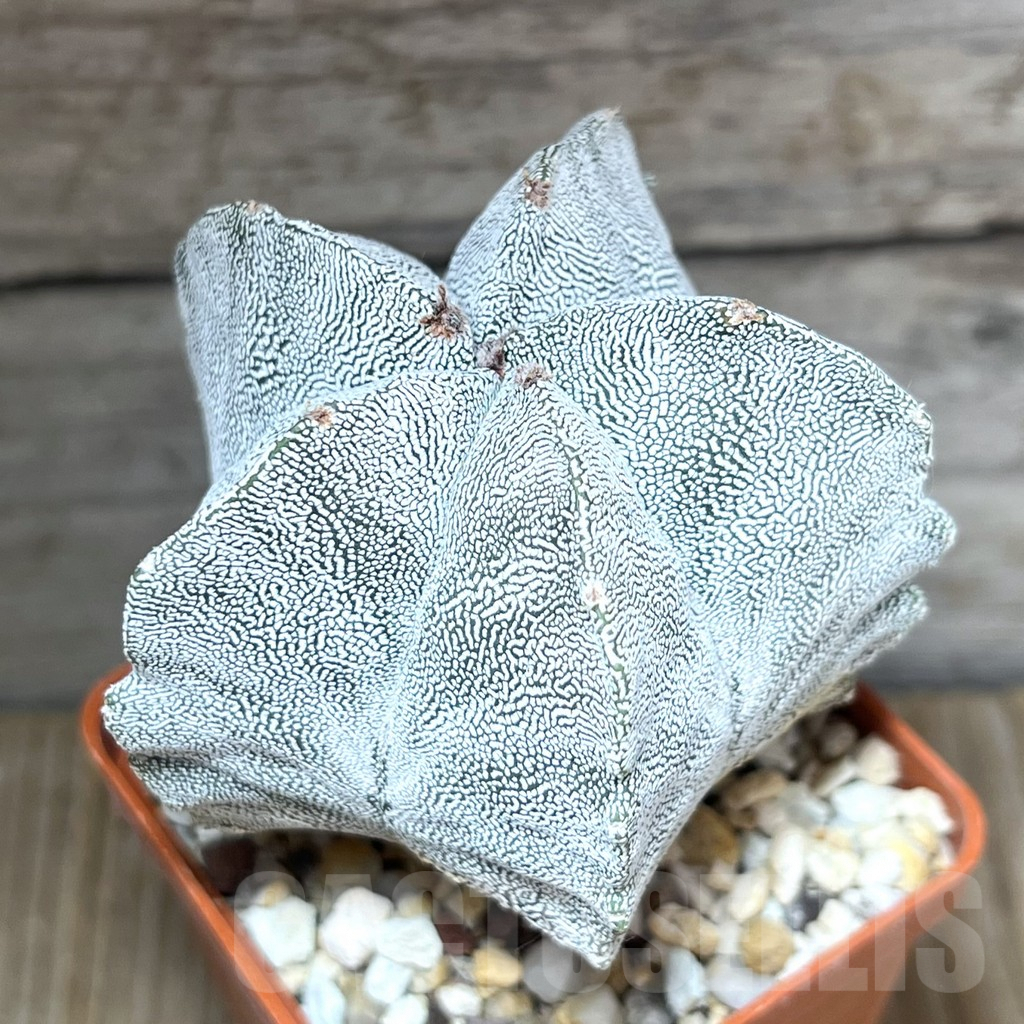 SHPR29788 Astrophytum myriostigma ‘Onzuka’ seedling, old 8 years