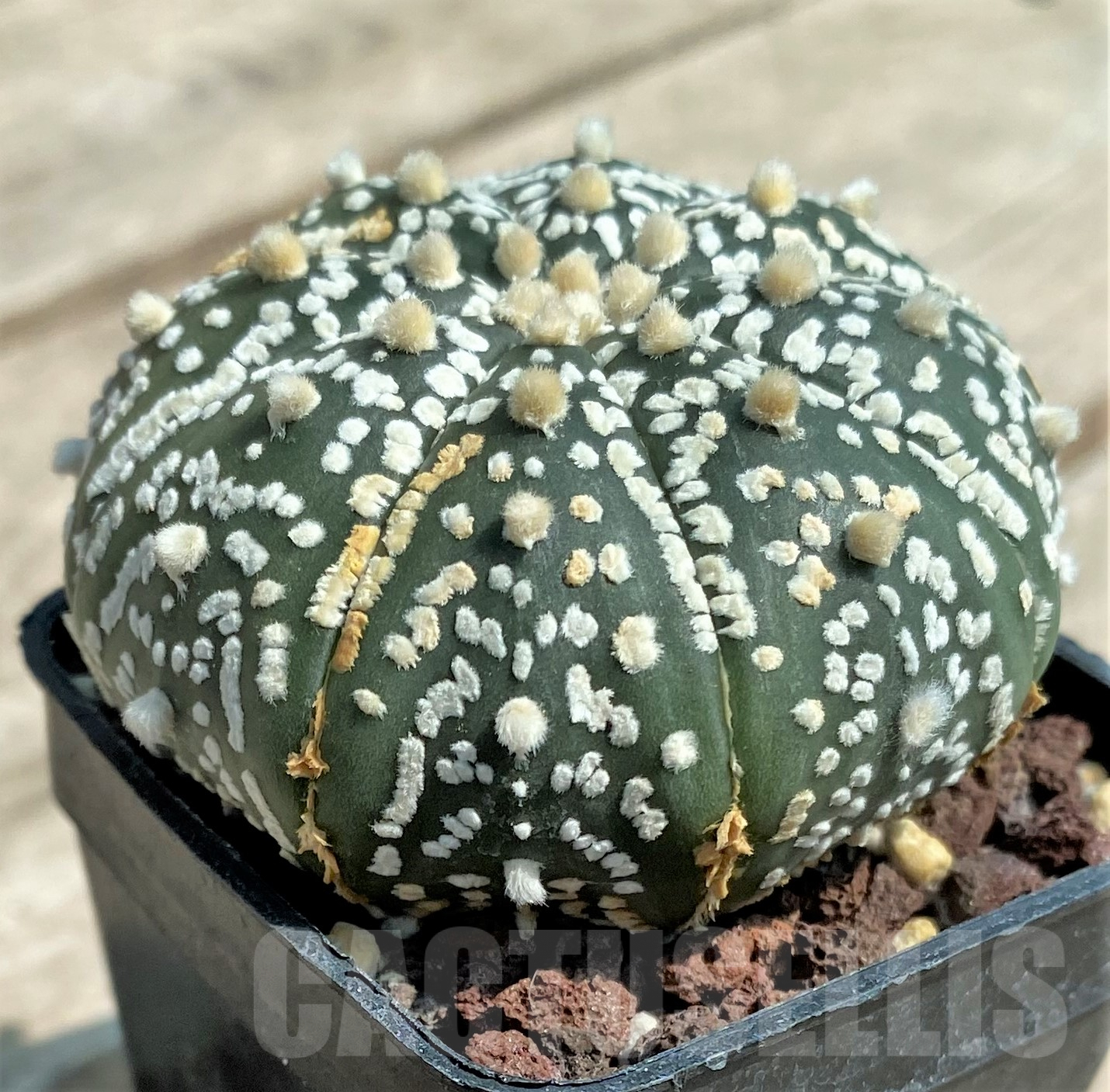 SHPR30667 Astrophytum asterias 'Super Kabuto' - 画像 (2)