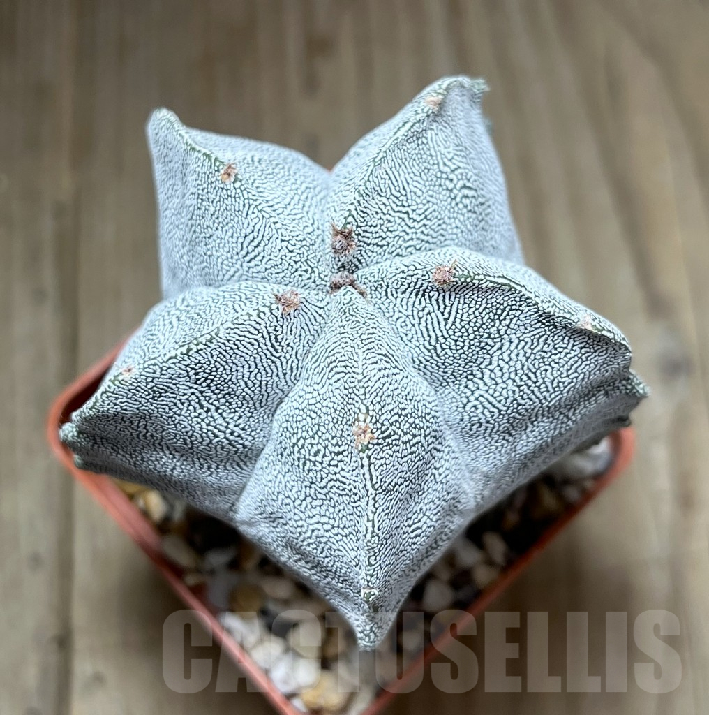 SHPR29788 Astrophytum myriostigma ‘Onzuka’ seedling, old 8 years - Image 2