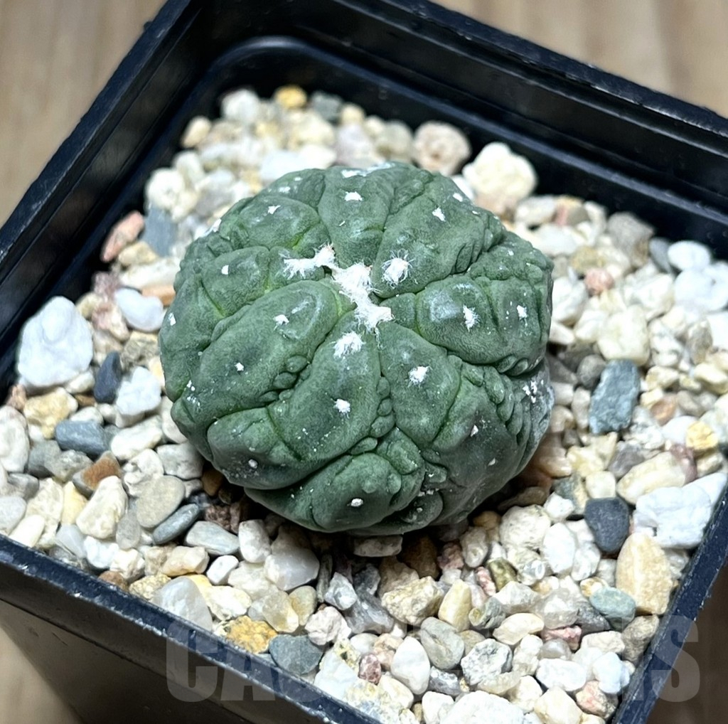 SHPR29789 Astrophytum asterias ‘Kikko Lizard Skin’