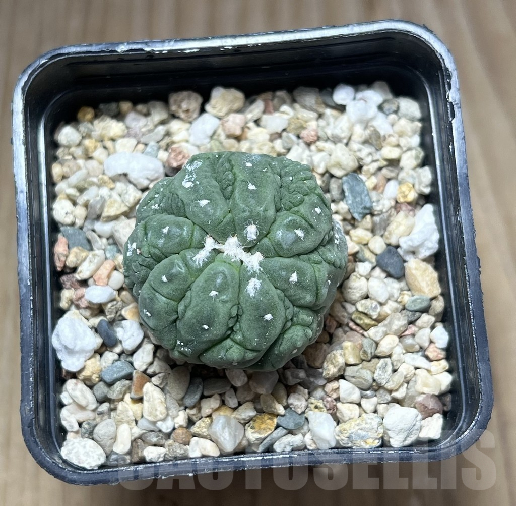 SHPR29789 Astrophytum asterias ‘Kikko Lizard Skin’ – Image 2