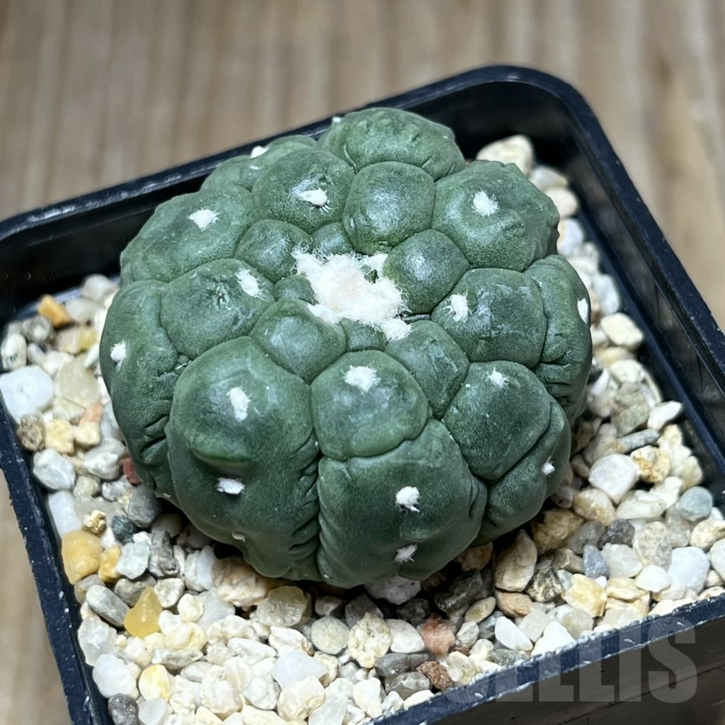 SHPR29791 Astrophytum asterias ‘Kikko Lizard Skin’