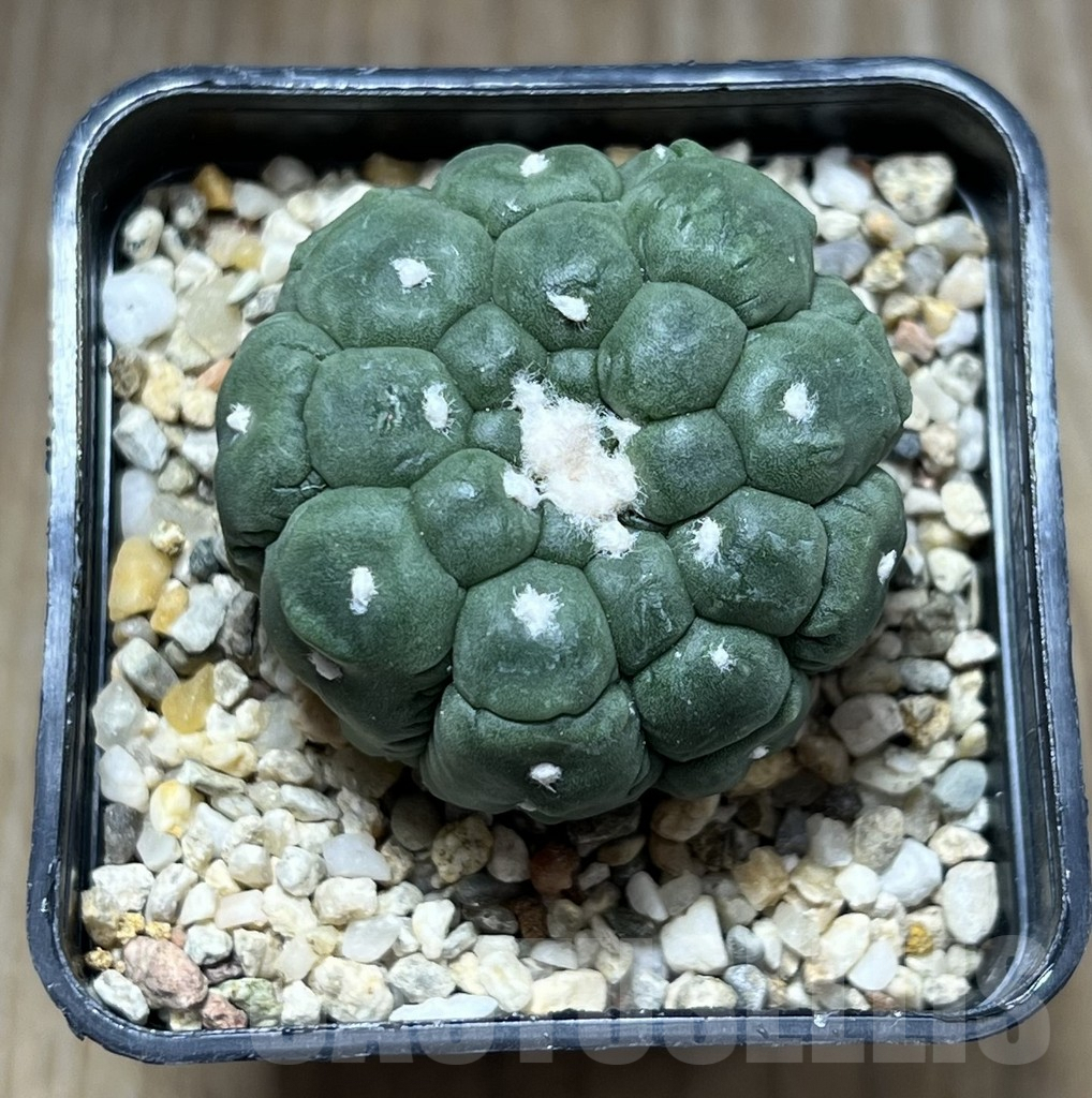SHPR29791 Astrophytum asterias ‘Kikko Lizard Skin’ - Image 2