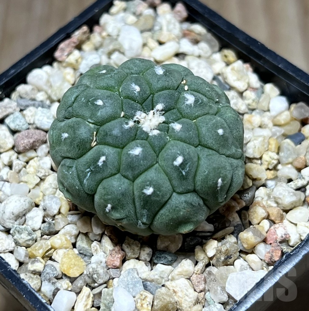 SHPR29792 Astrophytum asterias ‘Kikko Lizard Skin’
