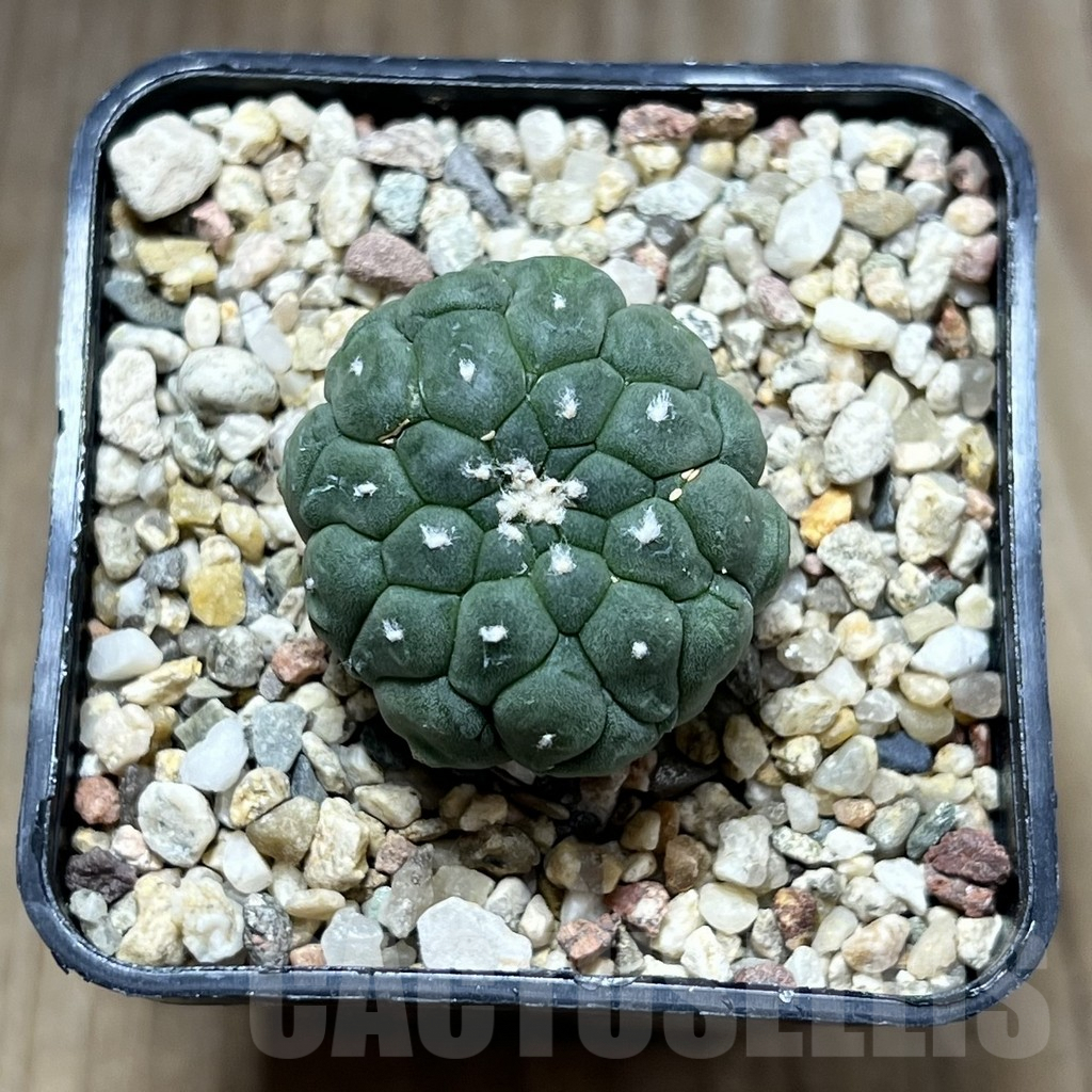 SHPR29792 Astrophytum asterias ‘Kikko Lizard Skin’ - Image 2