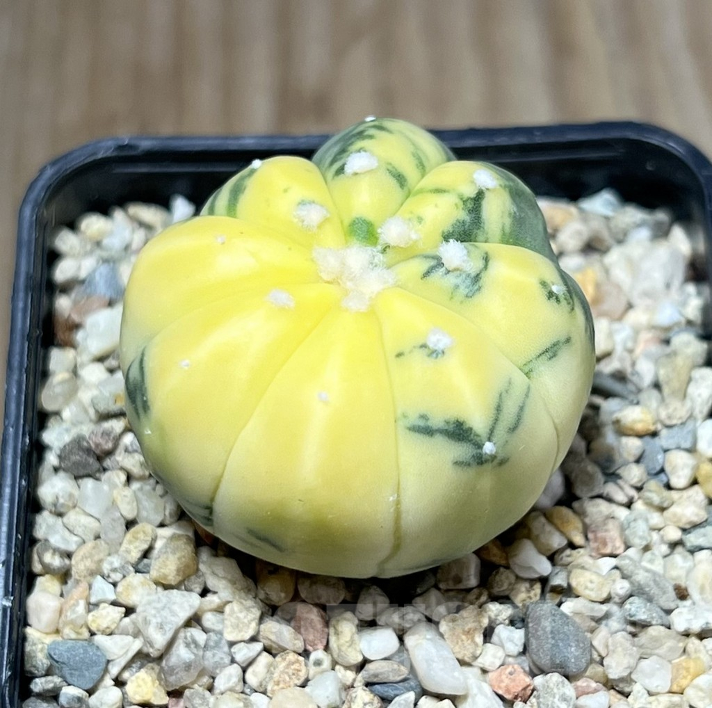 SHPR29794 Astrophytum asterias f. variegata