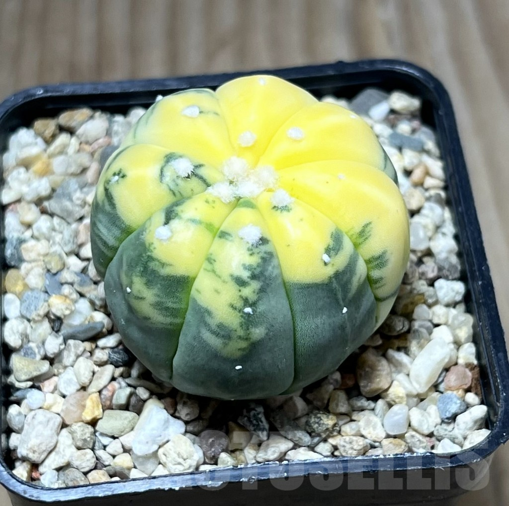 SHPR29794 Astrophytum asterias f. variegata - Image 2