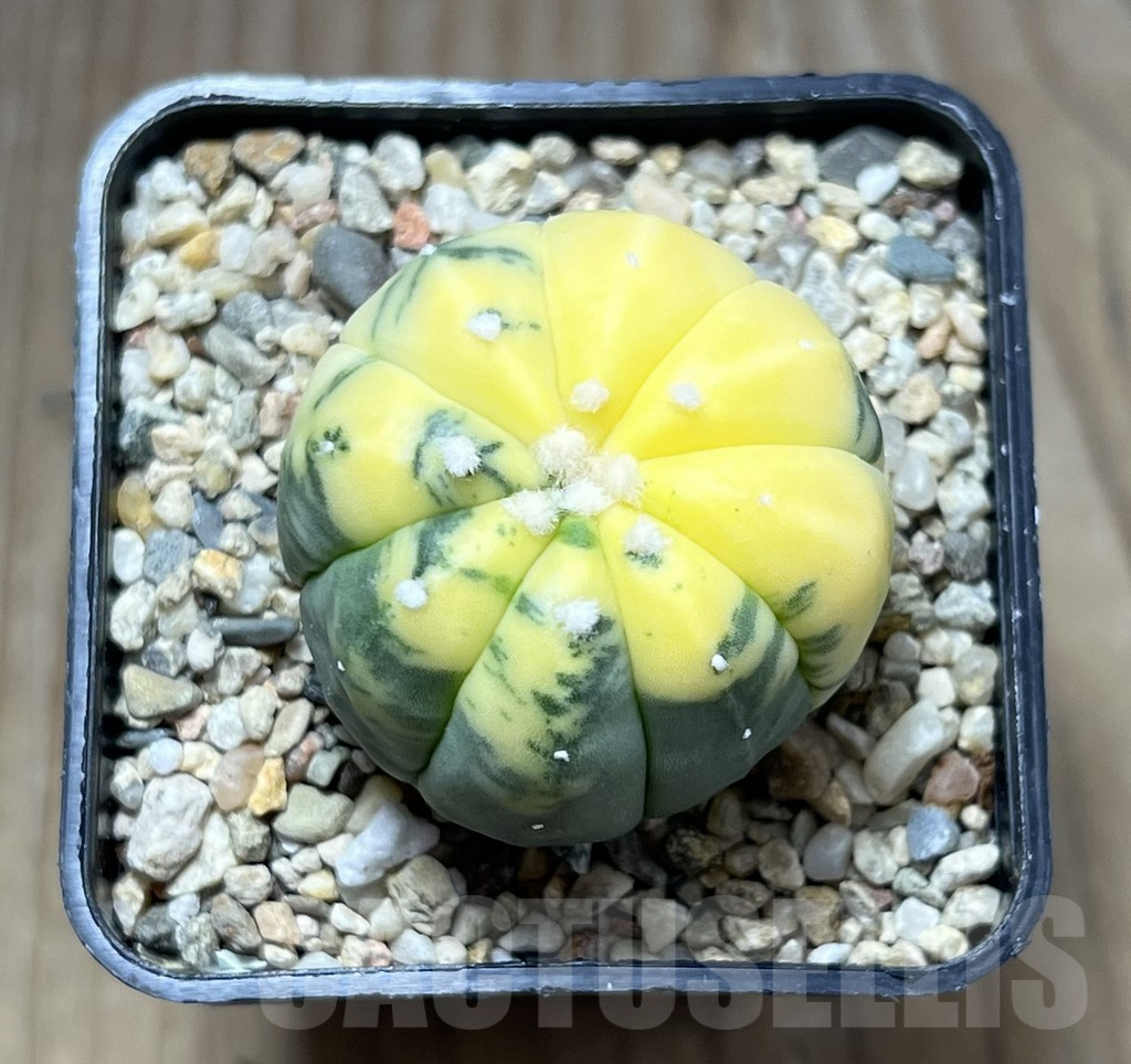 SHPR29794 Astrophytum asterias f. variegata - Image 3