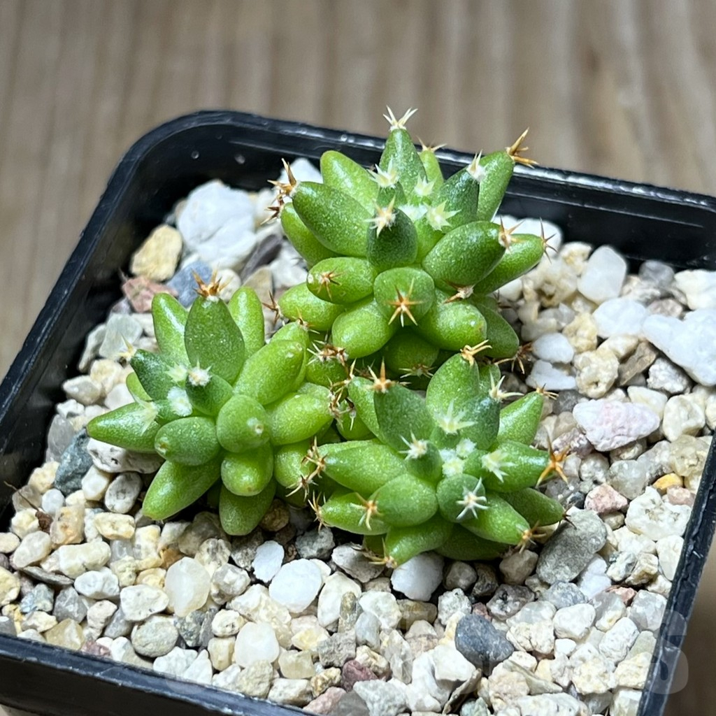 SHPR29797 Mammillaria camptotricha ‘Bru’