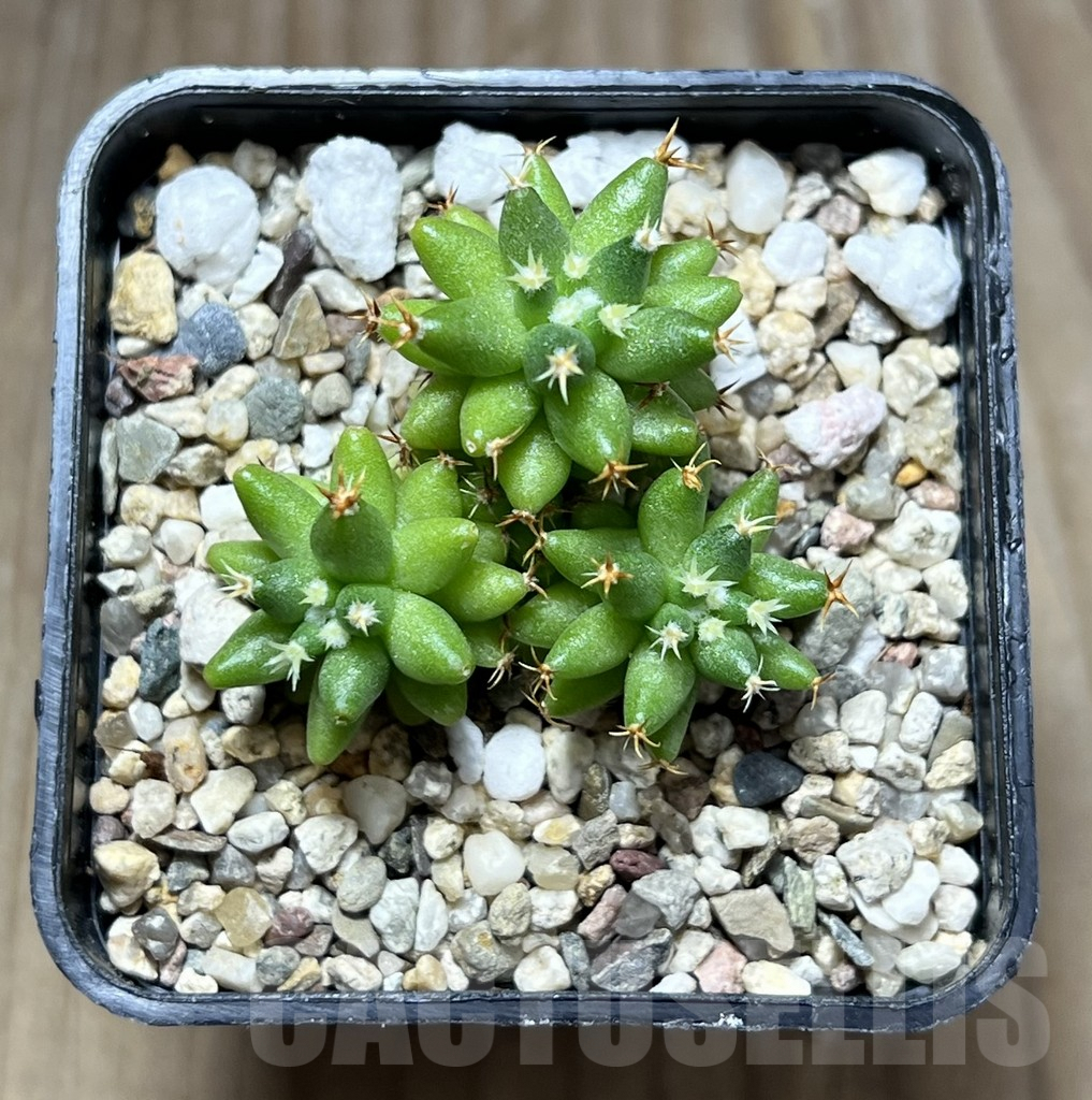 SHPR29797 Mammillaria camptotricha ‘Bru’ – Bild 2