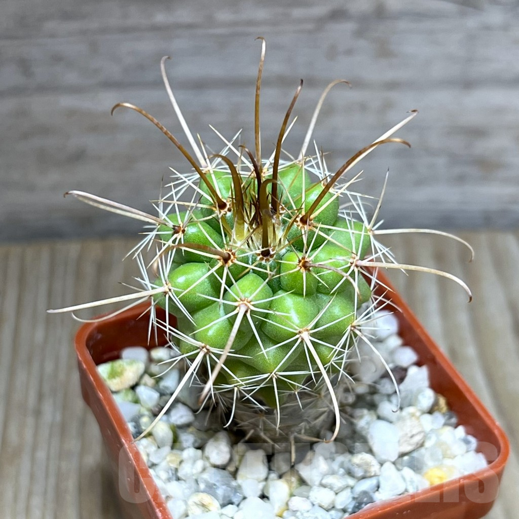 SHPR29799 Parodia maxima