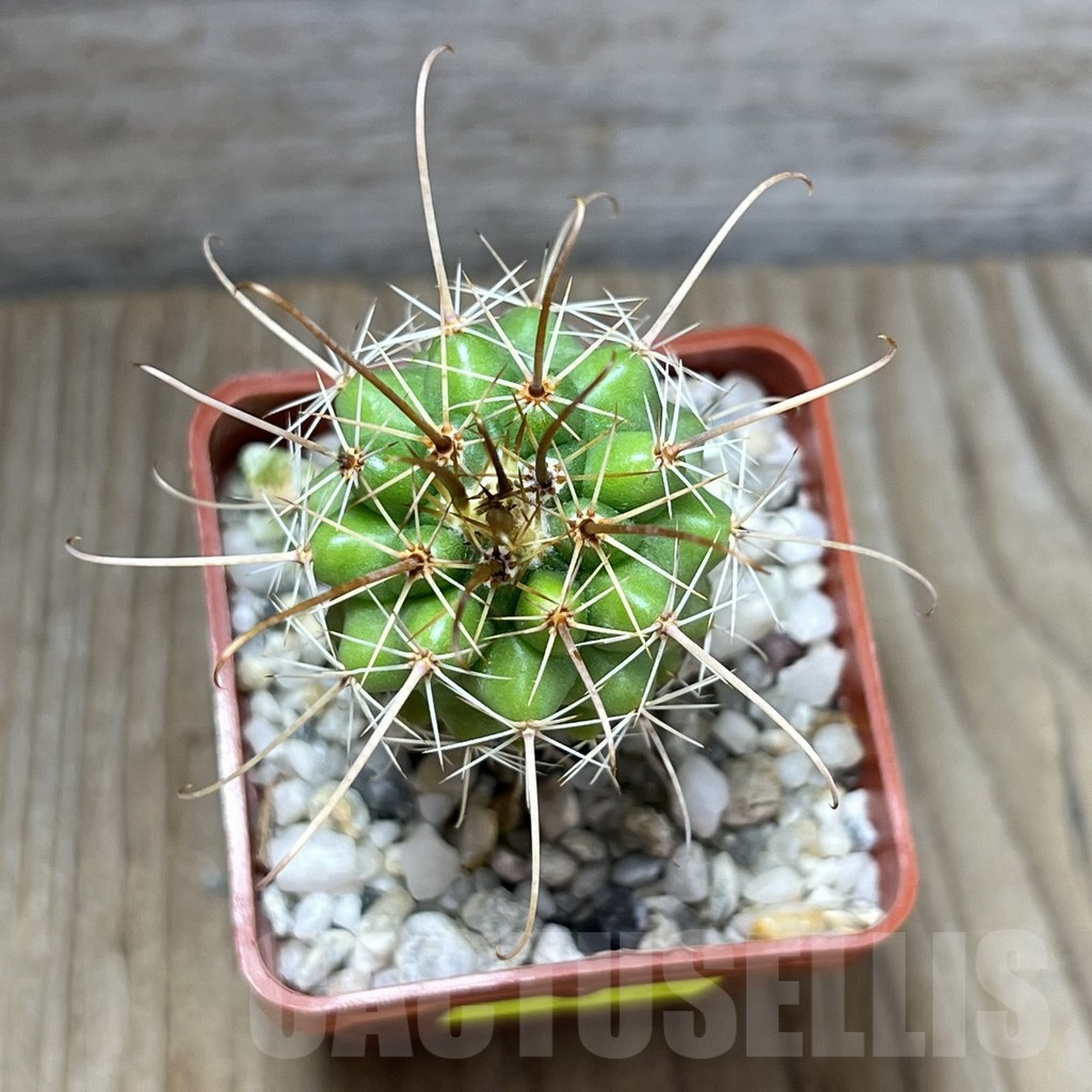 SHPR29799 Parodia maxima - 画像 (2)