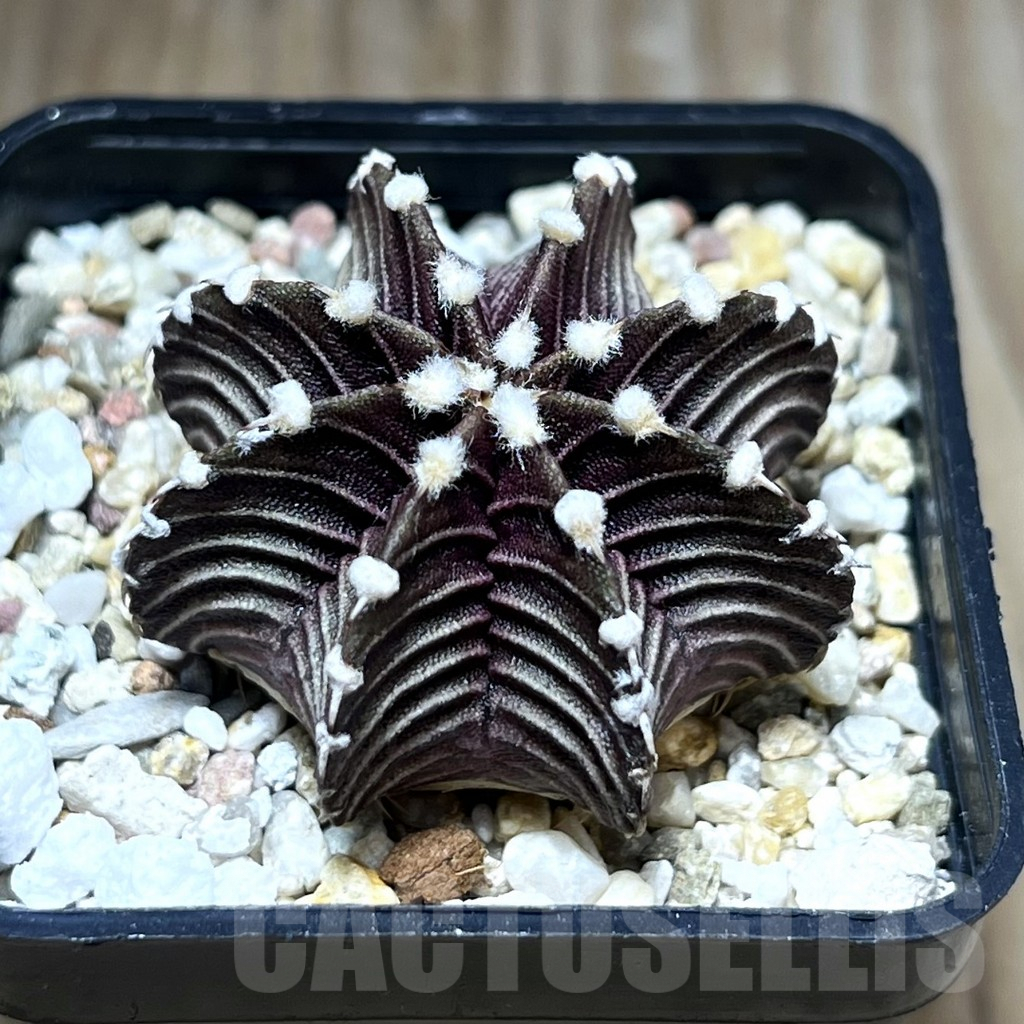 SHPR29801 Gymnocalycium friedrichii VOS 1241