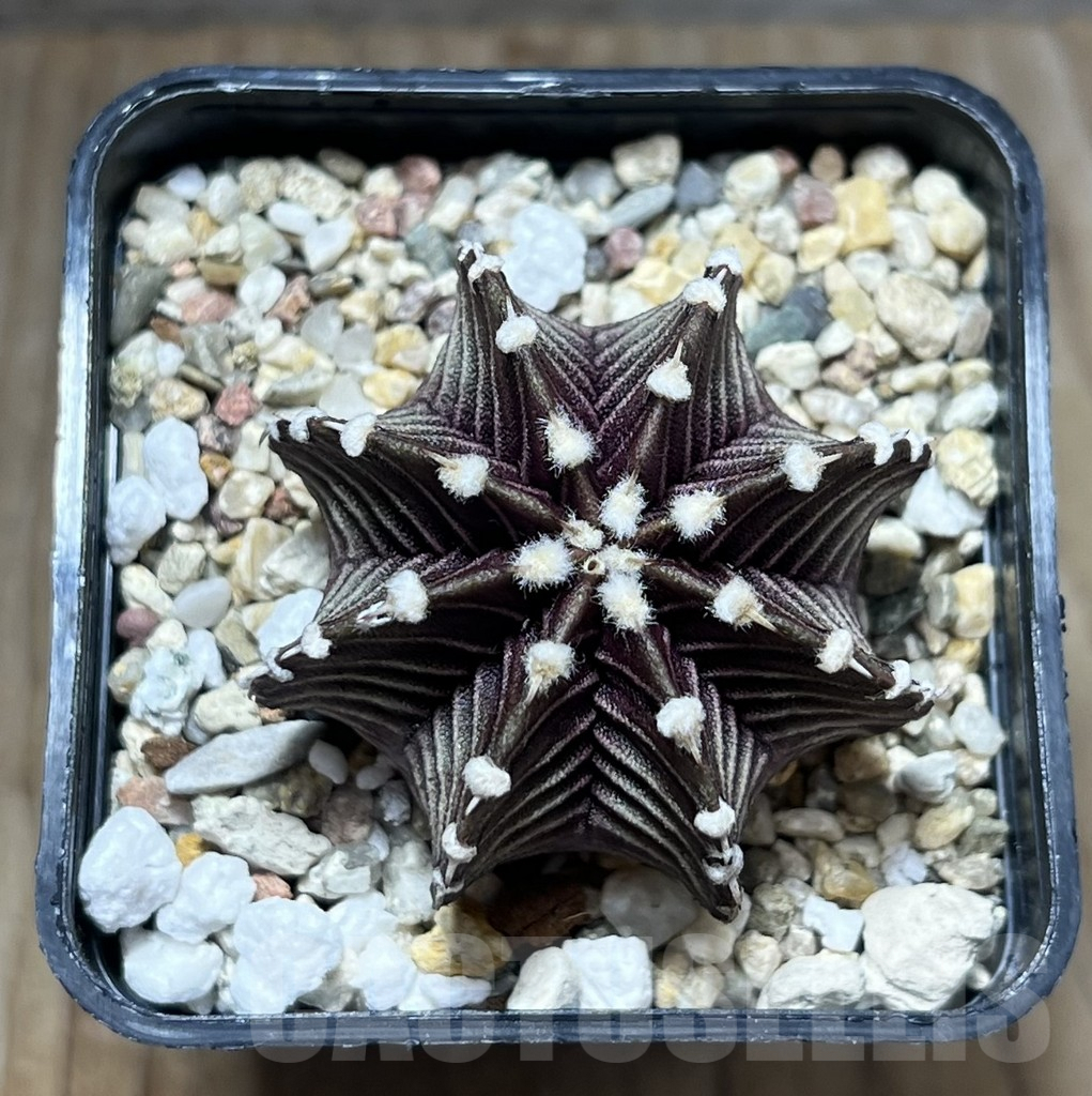 SHPR29801 Gymnocalycium friedrichii VOS 1241 - Image 2