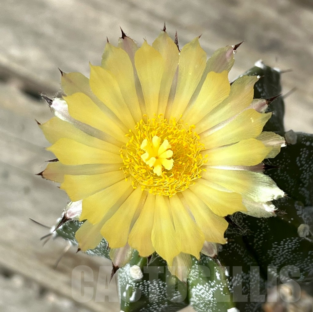 SHPR29893 Astrophytum ornatum hybrid, grafted