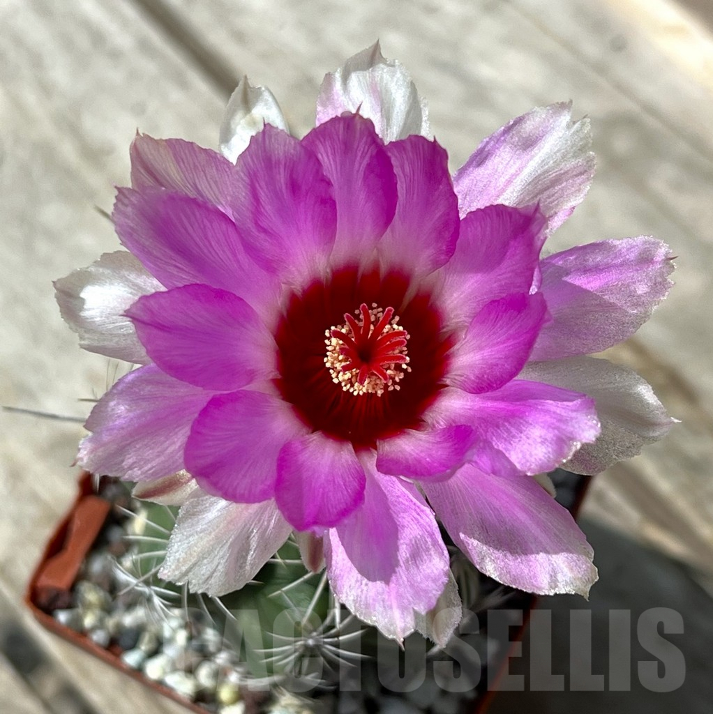 SHPR29892 Thelocactus bicolor v. schwarzii