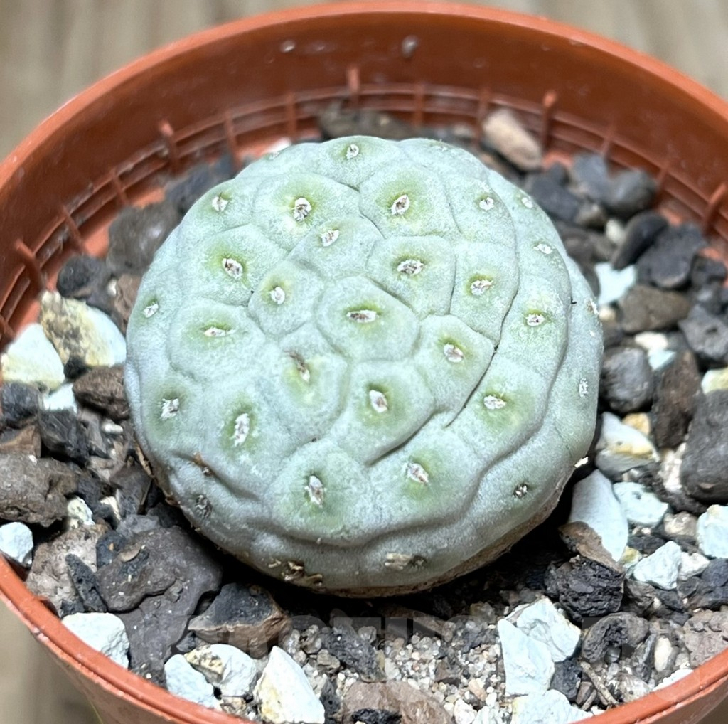 SHPR29853 Tephrocactus geometricus