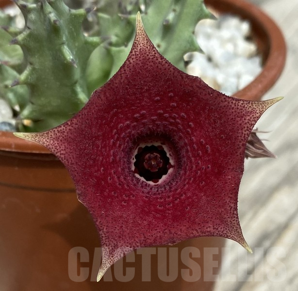SHPR30674 Huernia hybrid