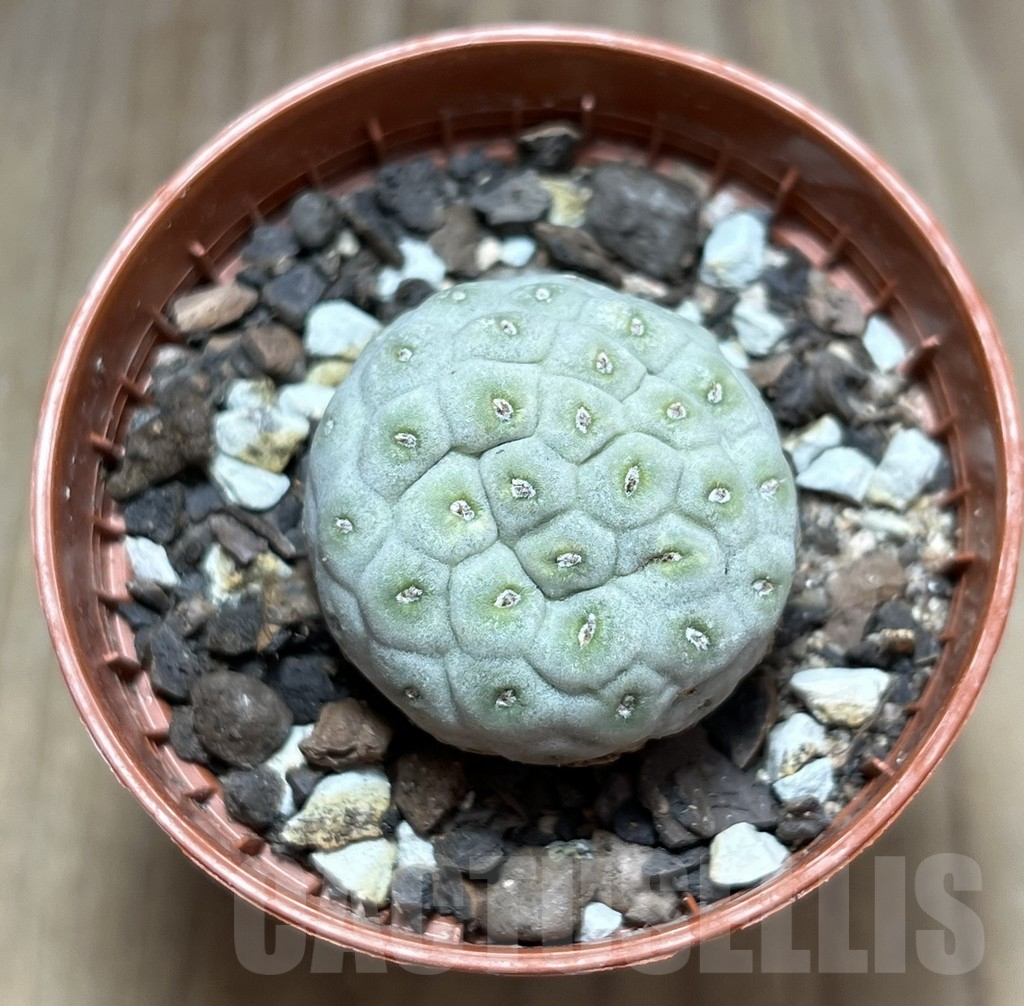 SHPR29853 Tephrocactus geometricus - Obrázek 2