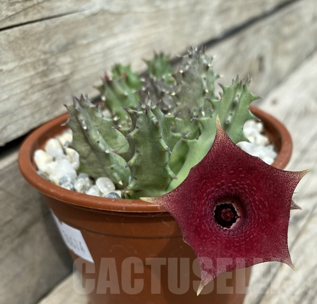SHPR30674 Huernia hybrid – Bild 2