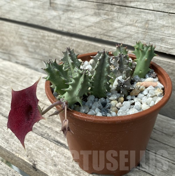SHPR30674 Huernia hybrid – Bild 3