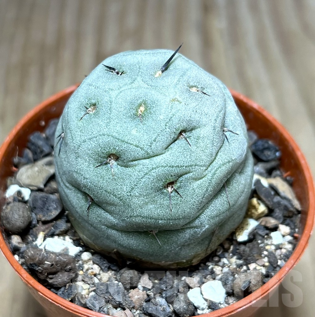 SHPR29854 Tephrocactus geometricus