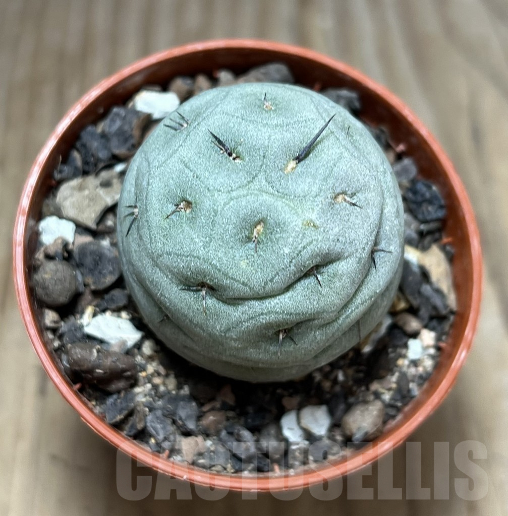 SHPR29854 Tephrocactus geometricus - immagine 2