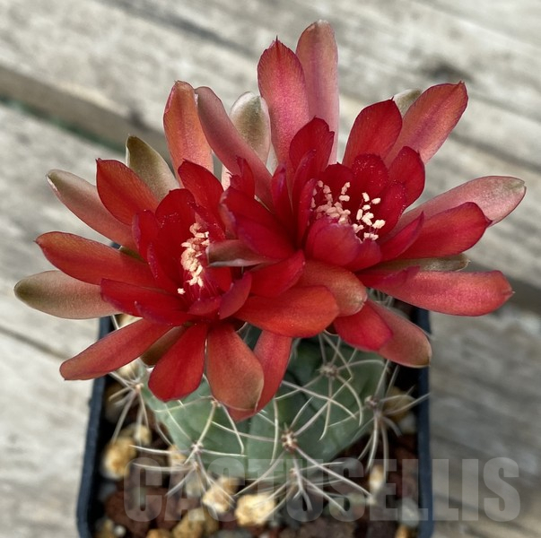 SHPR30675 Gymnocalycium baldianum