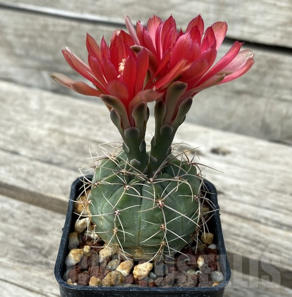 SHPR30675 Gymnocalycium baldianum - Image 2