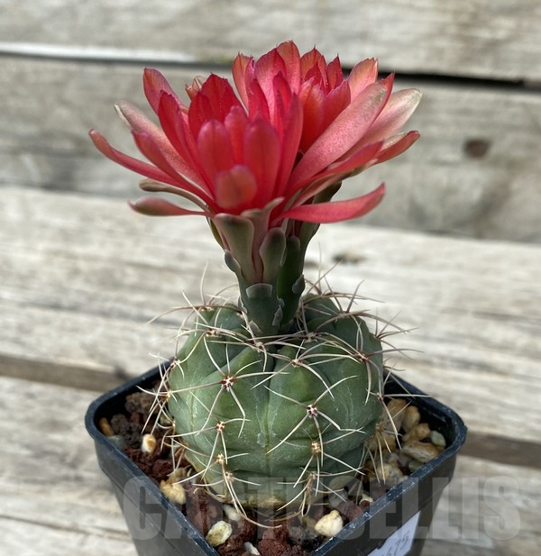 SHPR30675 Gymnocalycium baldianum - Image 3
