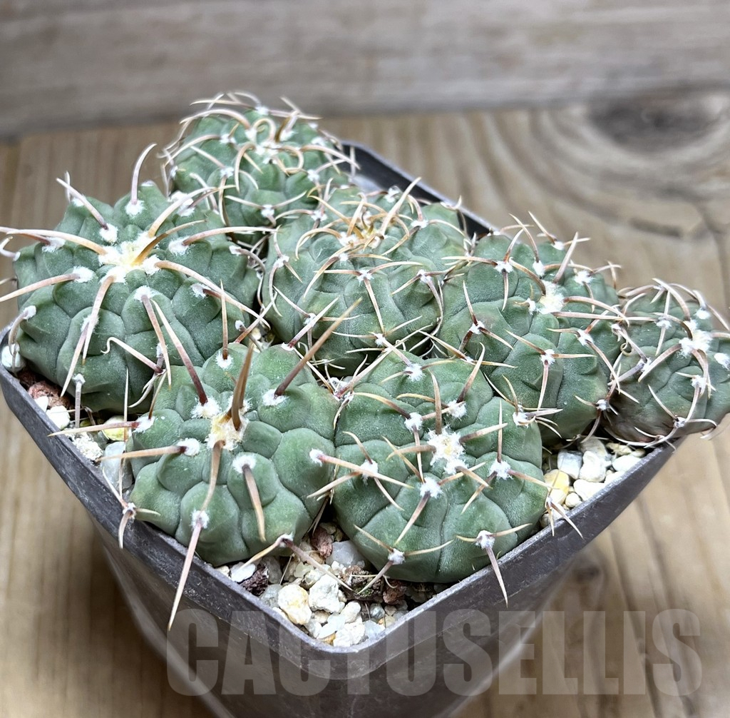 SHPR29855 Gymnocalycium vatteri mix, 7 plants