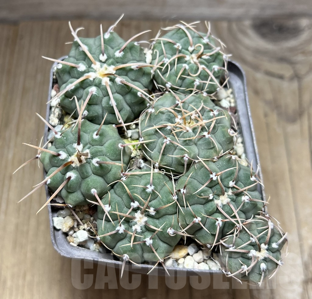 SHPR29855 Gymnocalycium vatteri mix, 7 plants - Image 2