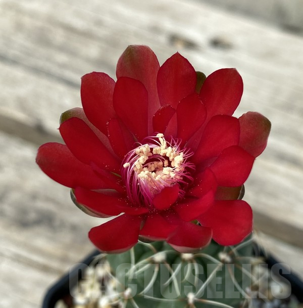 SHPR30676 Gymnocalycium baldianum