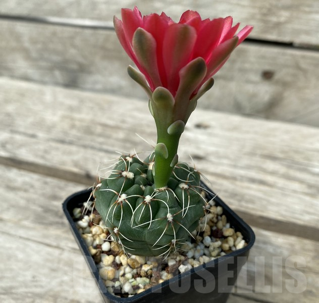 SHPR30676 Gymnocalycium baldianum – Bild 2